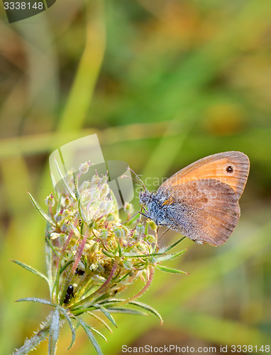 Image of Butterfly on a flower