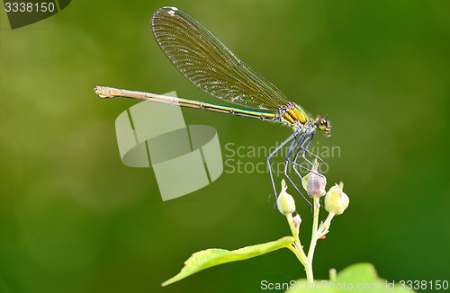 Image of dragonfly in forest