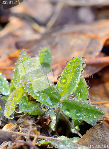 Image of  grass with dew drops