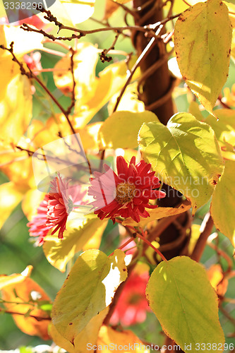 Image of red autumn flowers