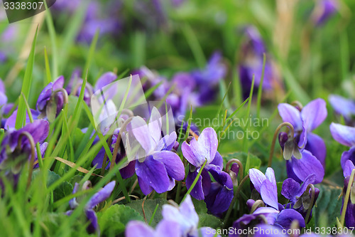Image of violets flowers