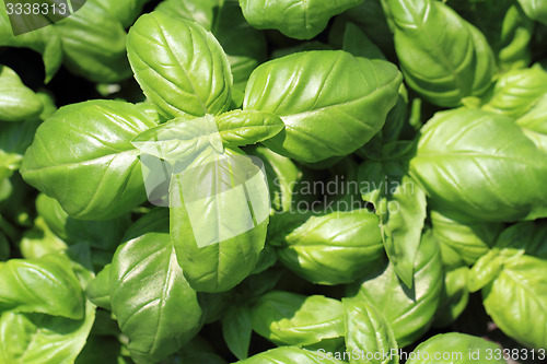 Image of basil leaves background