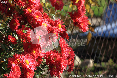 Image of red autumn flowers