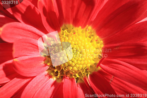 Image of red autumn flowers