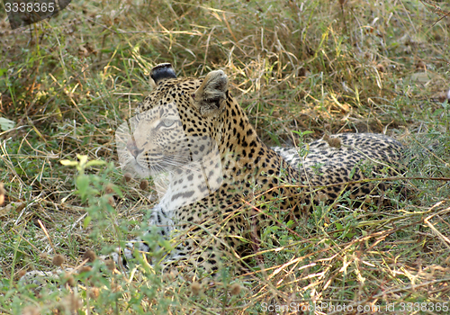 Image of Leopard in Botswana