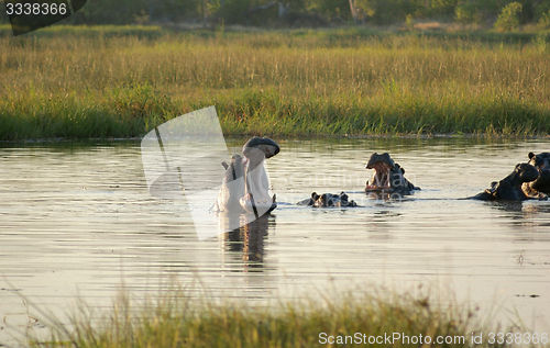 Image of Hippos in Botswana