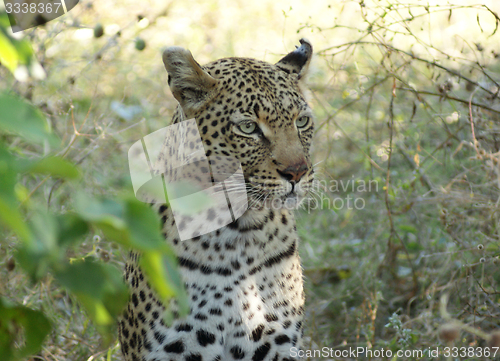 Image of Leopard in Botswana