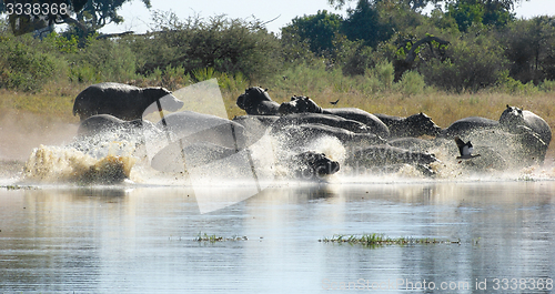 Image of Hippos in Botswana