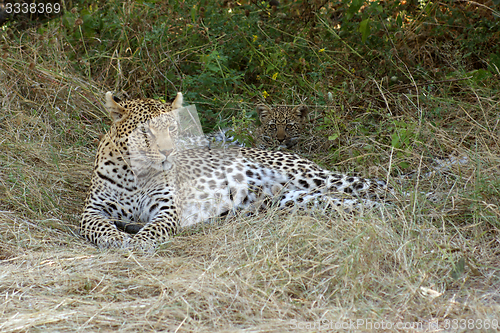 Image of Leopard in Botswana