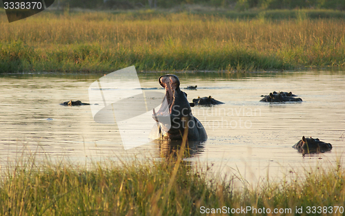 Image of Hippos in Botswana