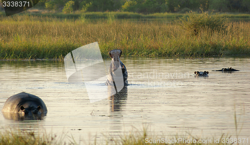 Image of Hippos in Botswana