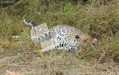 Image of Leopard in Botswana