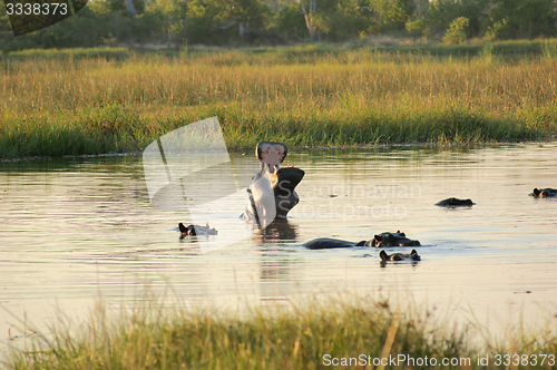 Image of Hippos in Botswana