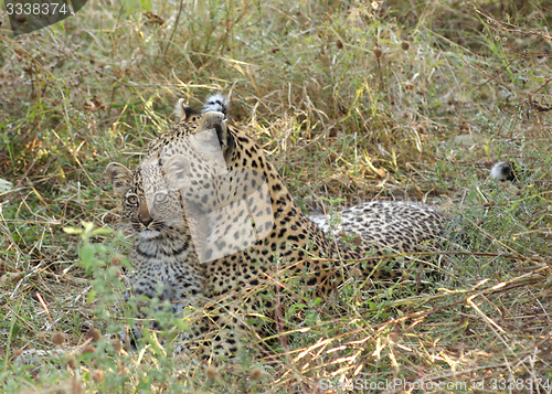 Image of Leopard in Botswana