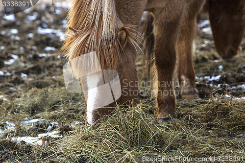 Image of Brown Icelandic horse eats grass