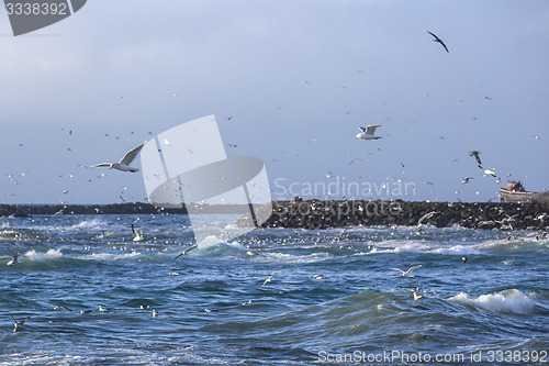 Image of Gulls hunting for fish