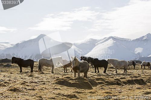 Image of Herd of Icelandic horses in snowy mountain landscape