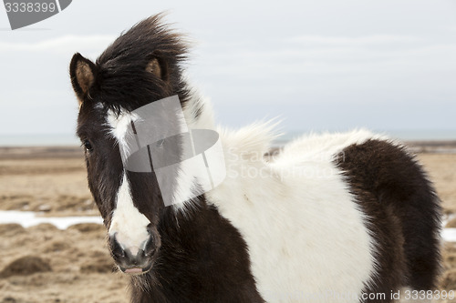 Image of Portrait of a black and white Icelandic horse 