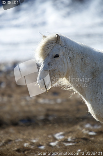 Image of Portrait of a white Icelandic horse in winter landscape