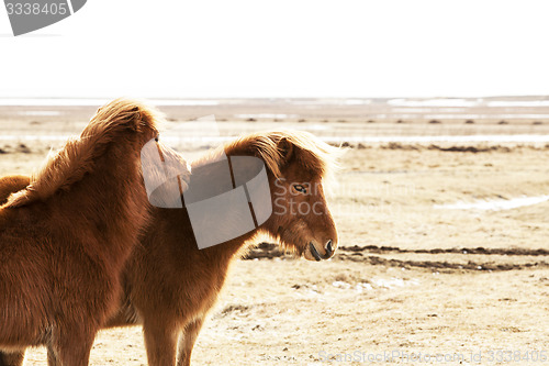 Image of Portrait of two brown Icelandic ponies