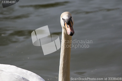 Image of Closeup of a curious swan