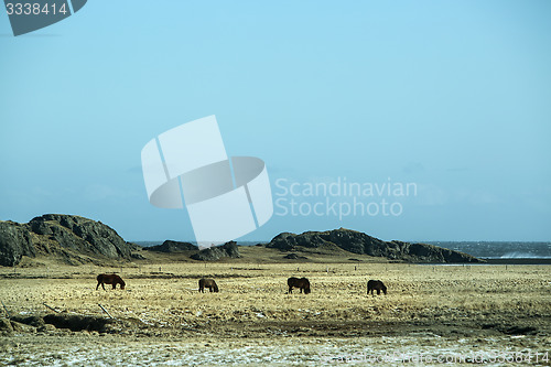 Image of Herd of dark Icelandic horses on a meadow