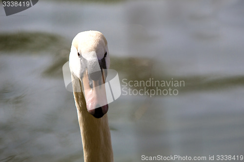 Image of Closeup of a curious swan