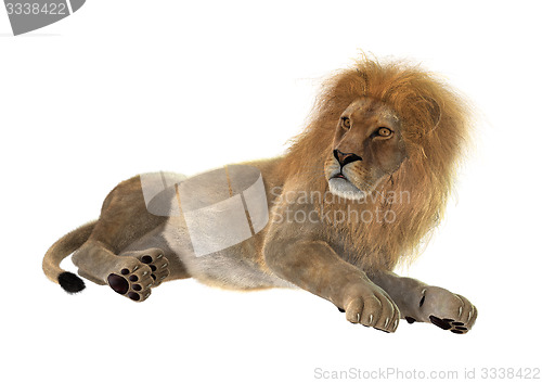 Image of Male Lion