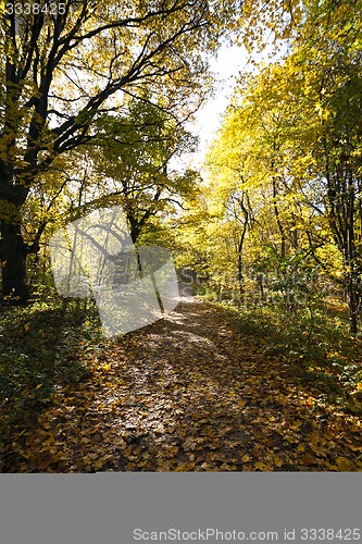 Image of trees in the fall 