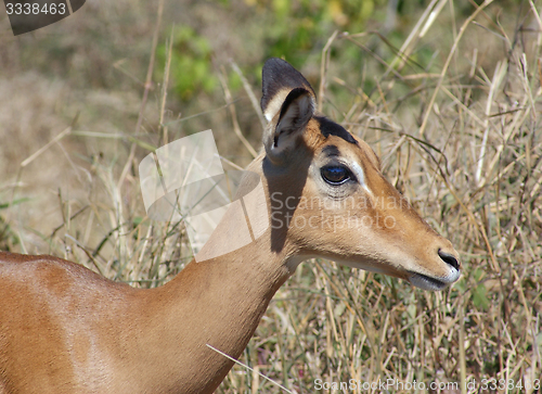 Image of Impala portrait