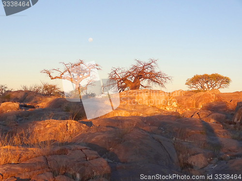 Image of Baobab tree in the Makgadikgadi Pan