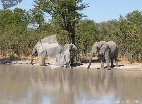 Image of Elephants in Botswana