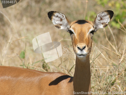 Image of Impala portrait