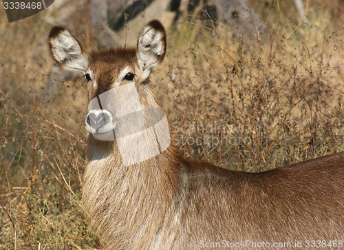 Image of waterbuck portrait