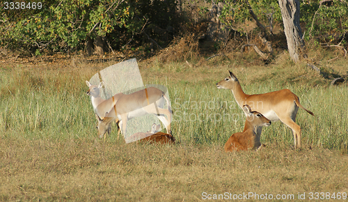 Image of Impalas