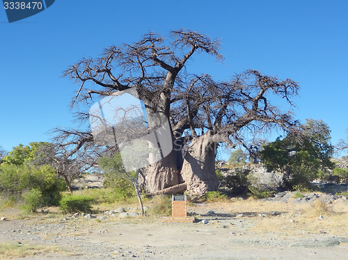 Image of baobab tree at Kubu Island