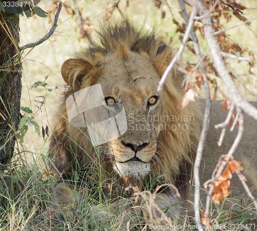 Image of Lion in Botswana