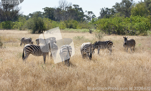 Image of flock of zebras