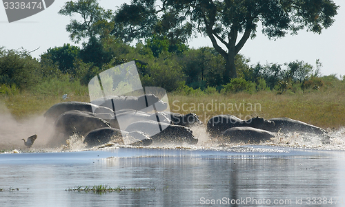 Image of Hippos in Botswana