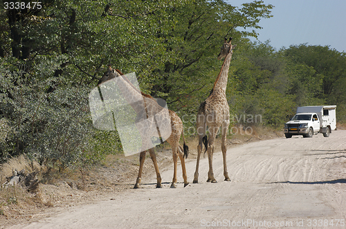 Image of giraffes on the road