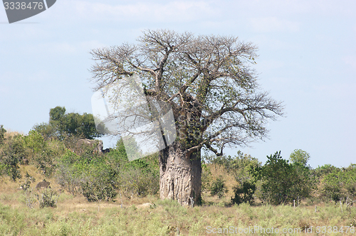 Image of baobab tree