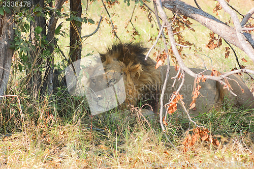 Image of Lion in Botswana