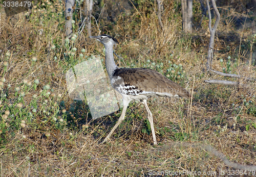 Image of Kori bustard