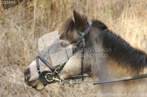 Image of A horse is a horse of course.