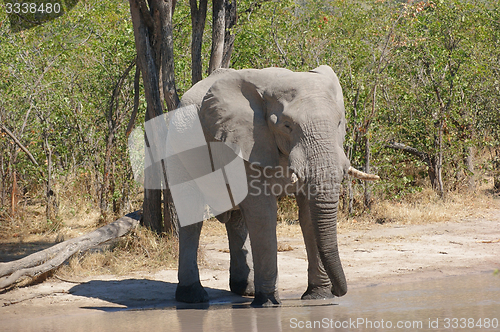 Image of Elephant in Botswana