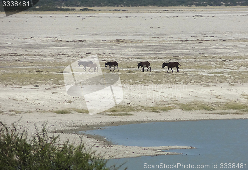 Image of donkeys at Makgadikgadi Pan