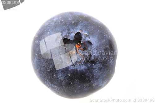 Image of blueberry isolated