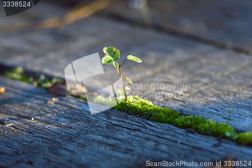 Image of Fresh green plant outdoors