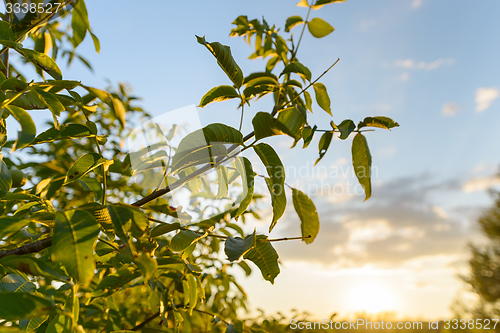 Image of Fresh green plants outdoors 