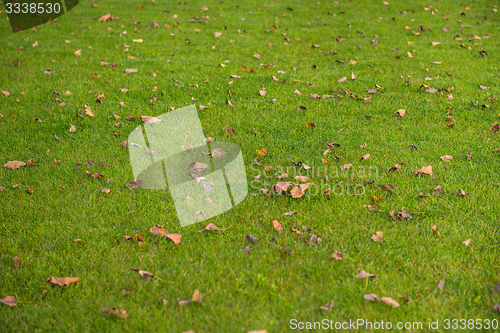 Image of Green lawn at the park